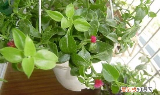 盆栽牡丹吊兰的养殖方法有哪些 盆栽牡丹吊兰应该怎么养殖