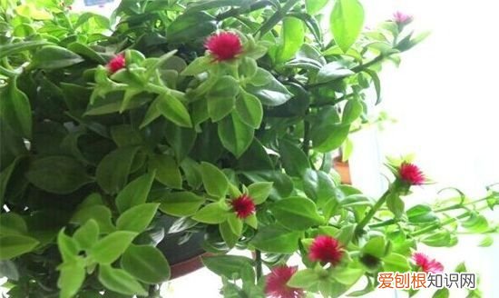 盆栽牡丹吊兰的养殖方法有哪些 盆栽牡丹吊兰应该怎么养殖