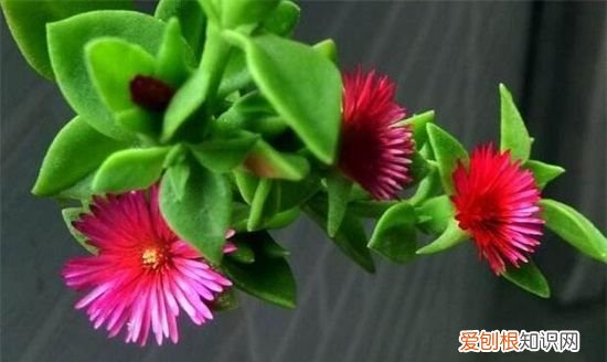 盆栽牡丹吊兰的养殖方法有哪些 盆栽牡丹吊兰应该怎么养殖