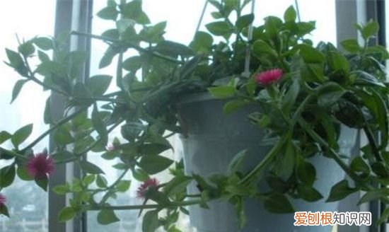 盆栽牡丹吊兰的养殖方法有哪些 盆栽牡丹吊兰应该怎么养殖