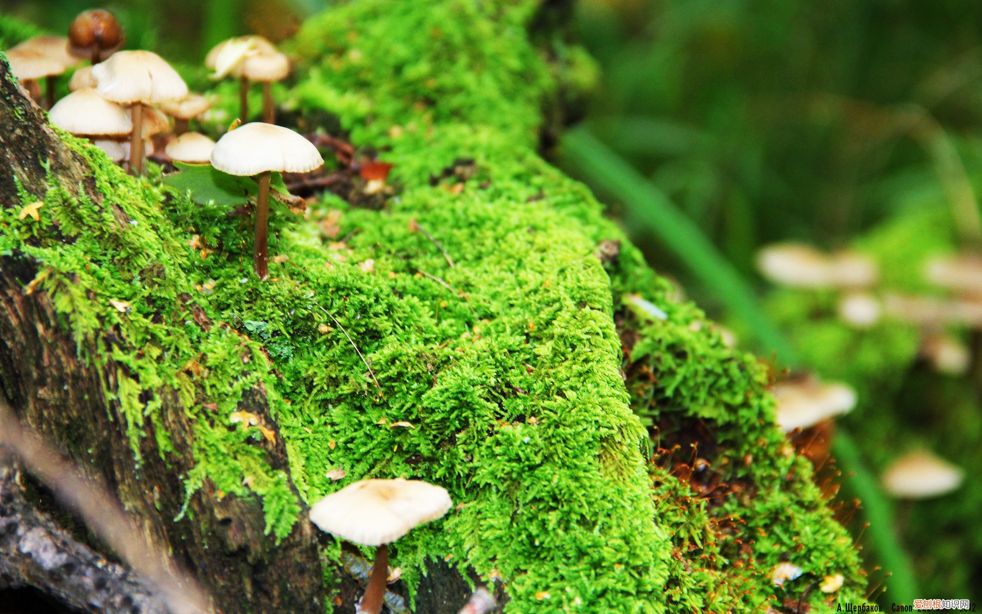 是可以组什么词语，走可以组什么词语