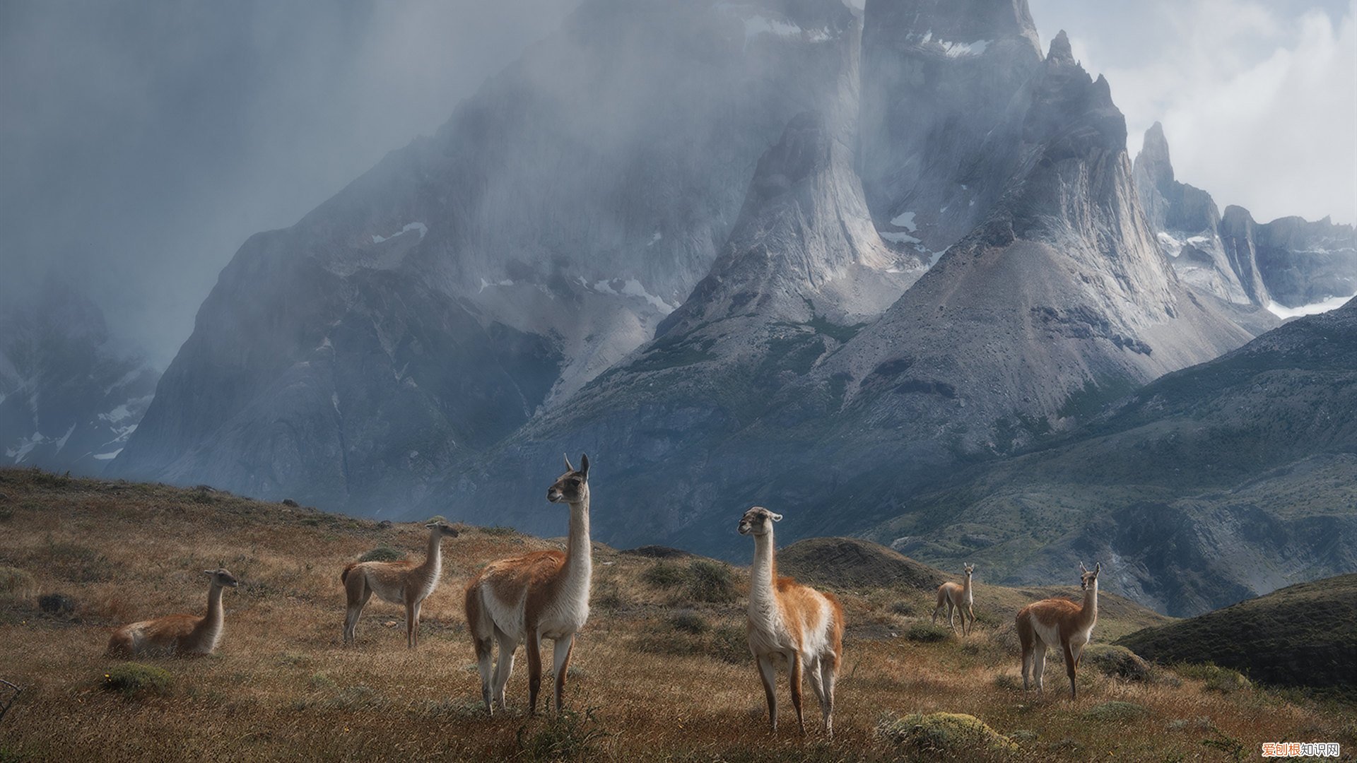 乌龟不睁不开眼睛 乌龟睁不开眼睛能自愈吗