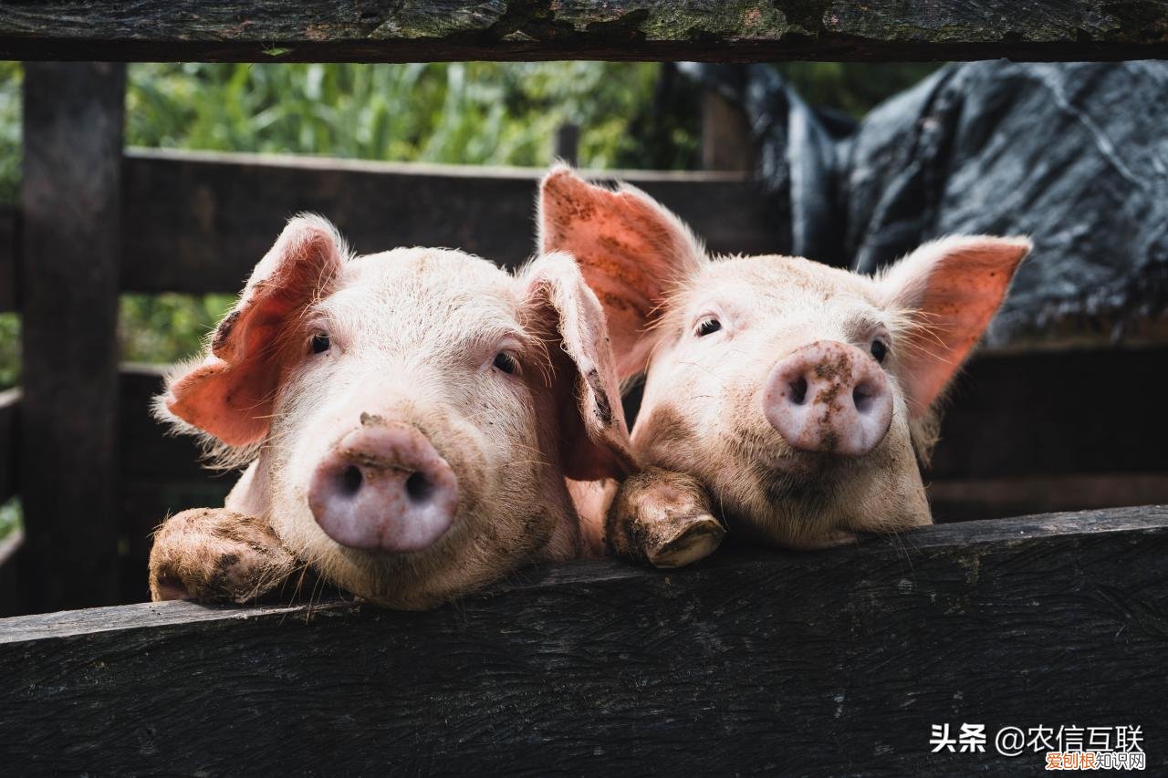 猪价多少钱有利润，今日生猪市场行情走势