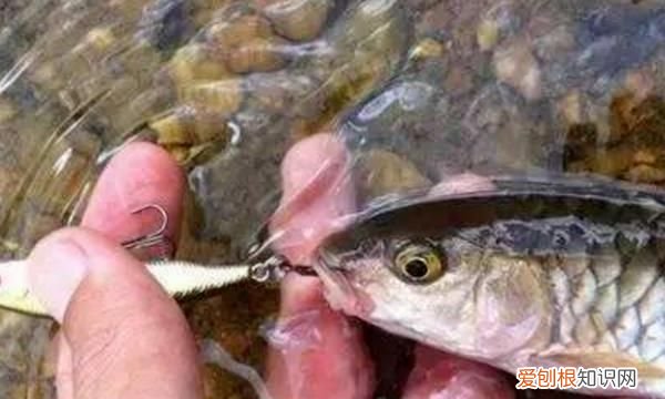 钓鱼不吃钩怎么回事