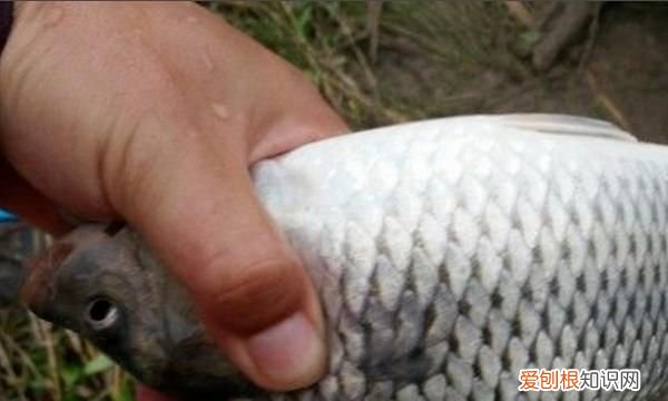 钓鱼不吃钩怎么回事