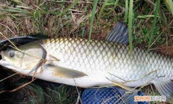 钓鱼不吃钩怎么回事