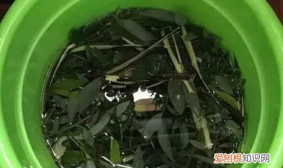 柳树皮泡水适合哪些花