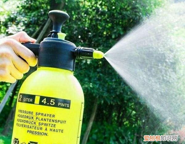 绿萝多长时间浇一次水好 绿萝浇什么水长得快