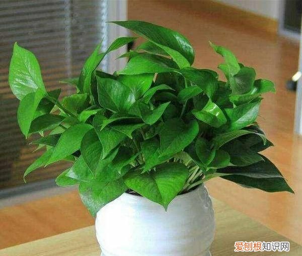 绿萝多长时间浇一次水好 绿萝浇什么水长得快