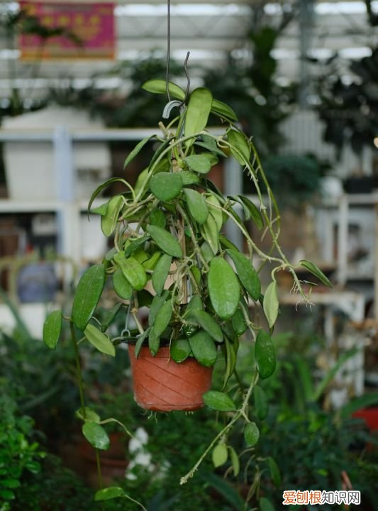 春季木绣球的扦插方法,球兰的扦插方法 球兰的扦插方法介绍