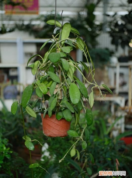 春季木绣球的扦插方法,球兰的扦插方法 球兰的扦插方法介绍