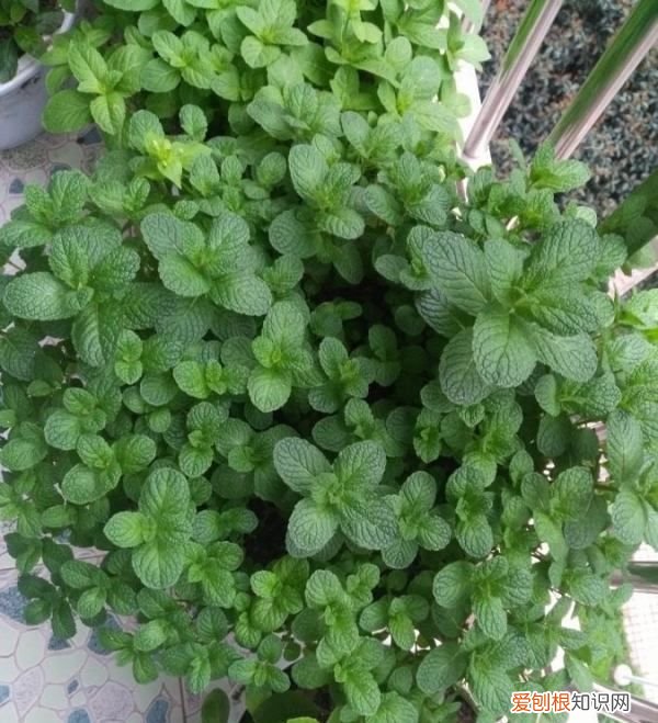 留兰香薄荷种植方法 留兰香薄荷种植方法是怎样的