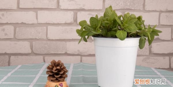 留兰香薄荷种植方法 留兰香薄荷种植方法是怎样的