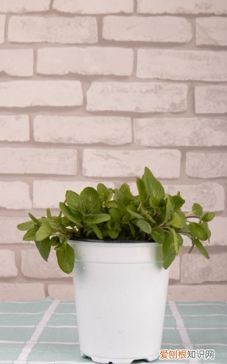 留兰香薄荷种植方法 留兰香薄荷种植方法是怎样的