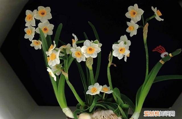 如何能把水仙花开得时间更长 能把水仙花开得时间更长的方法