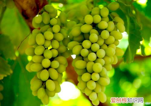 葡萄干的100种吃法 葡萄干怎么吃最好