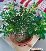 米兰花的栽培方法和注意事项 米兰花的养殖方法和注意事项有哪些