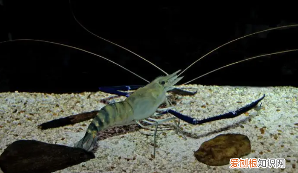 海里的虾和河里的虾能生活在一起 海里的虾和河里的虾能不能生活在一起
