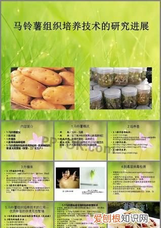 人工起土豆的好方法,土豆的检验方法是什么