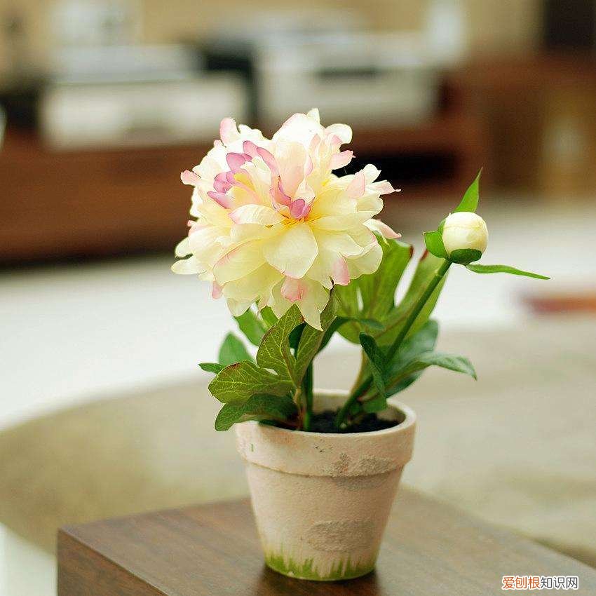 盆栽牡丹冬丹怎么在室内?