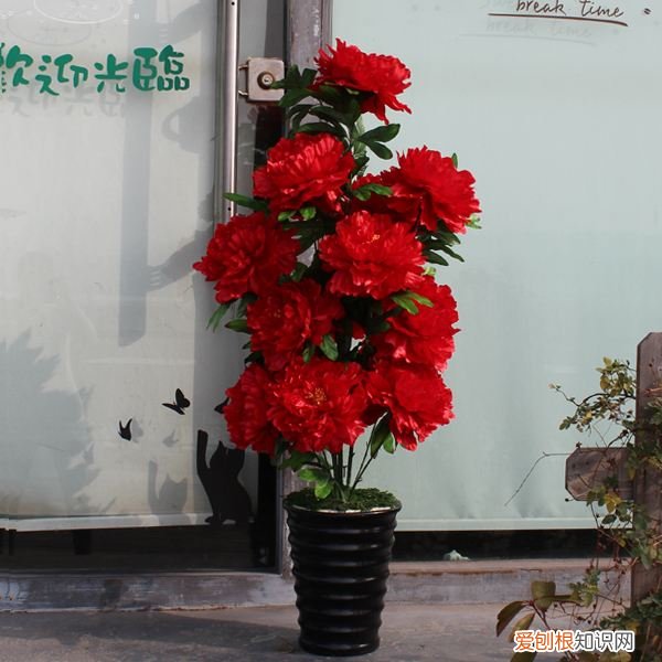 盆栽牡丹冬丹怎么在室内?