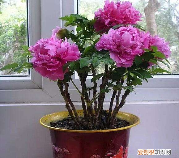 盆栽牡丹冬丹怎么在室内?