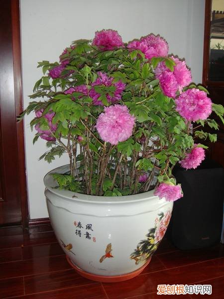 盆栽牡丹冬丹怎么在室内?