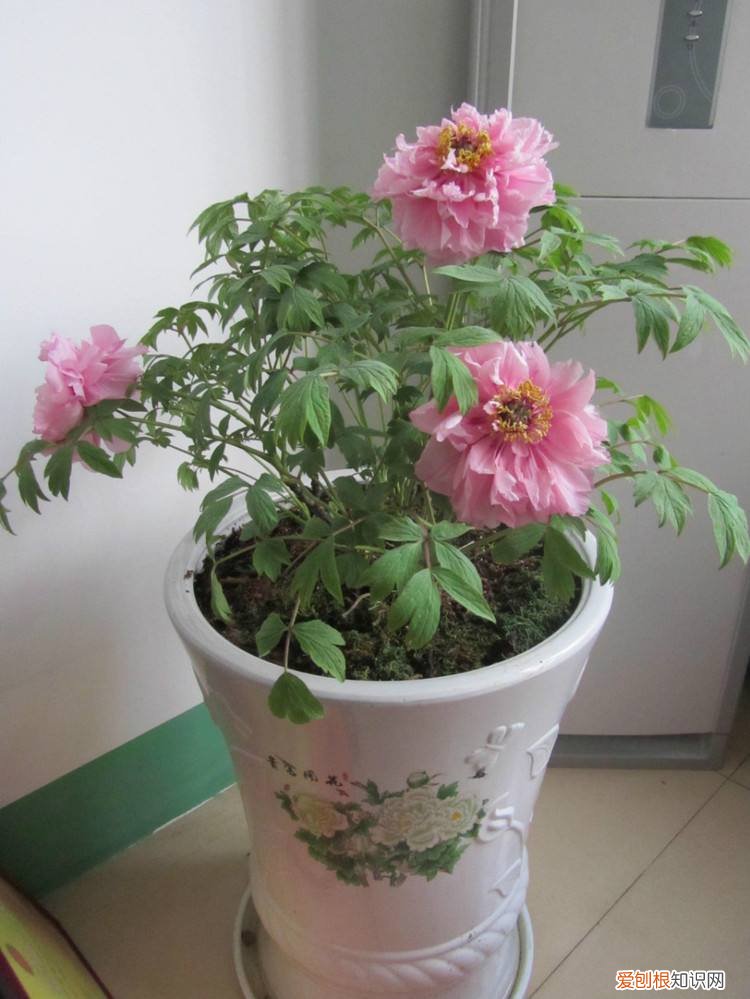盆栽牡丹冬丹怎么在室内?