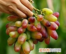 有种葡萄是长长的是什么葡萄 种葡萄是长长的是新疆马奶子葡萄对