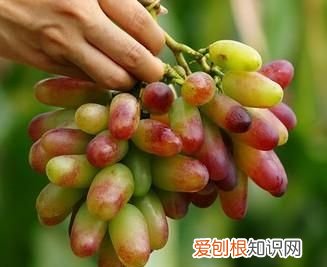 有种葡萄是长长的是什么葡萄 种葡萄是长长的是新疆马奶子葡萄对