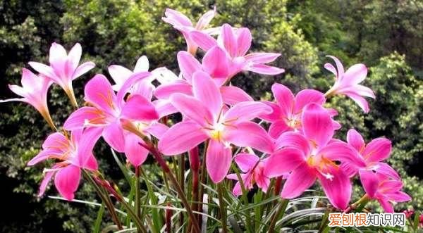 盆栽韭兰的养殖方法 盆栽韭兰的养殖方法介绍