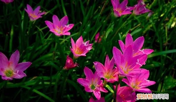 盆栽韭兰的养殖方法 盆栽韭兰的养殖方法介绍