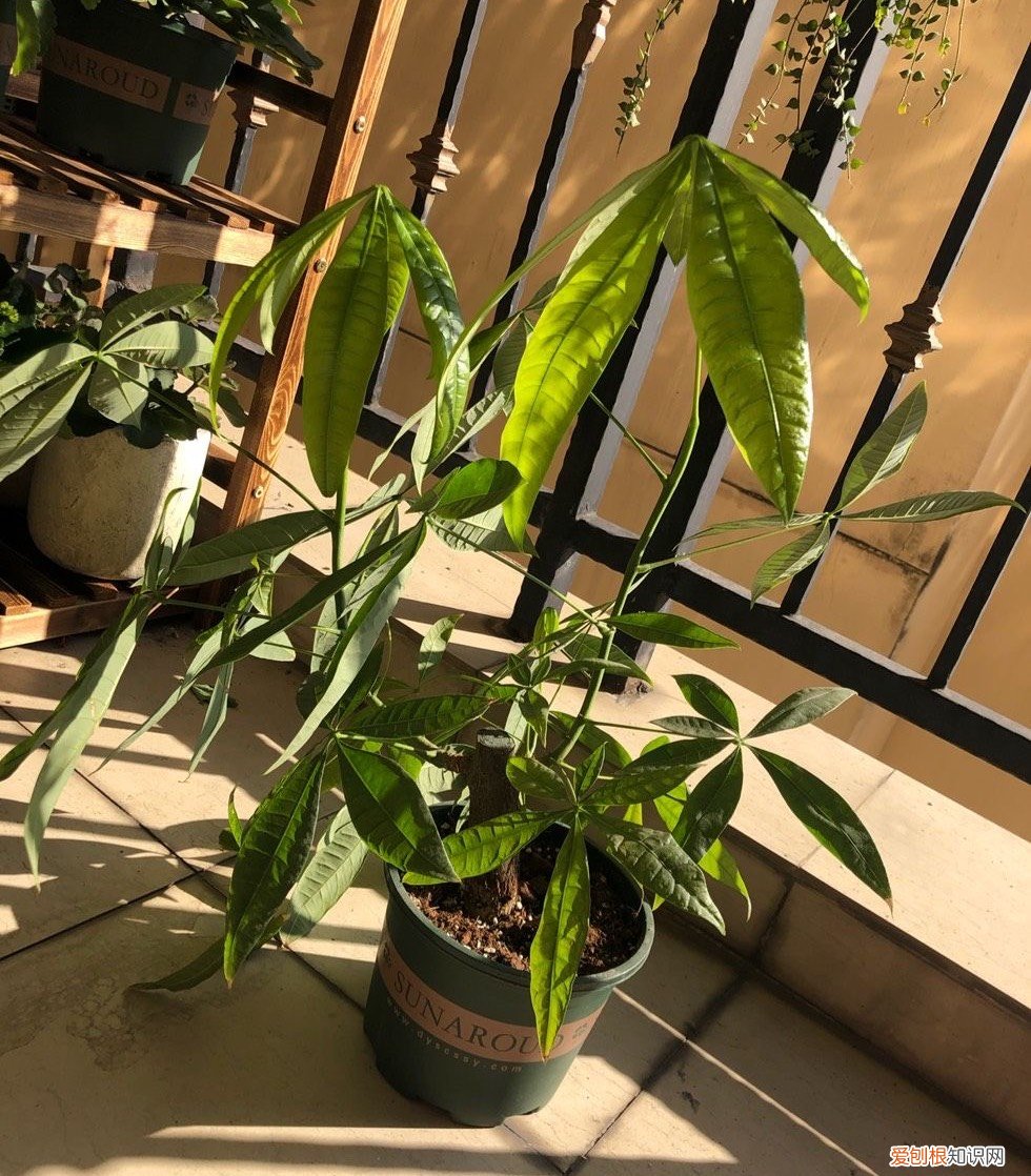 发财树怎么养才能更旺盛？教你两招，年年枝叶繁茂很皮实