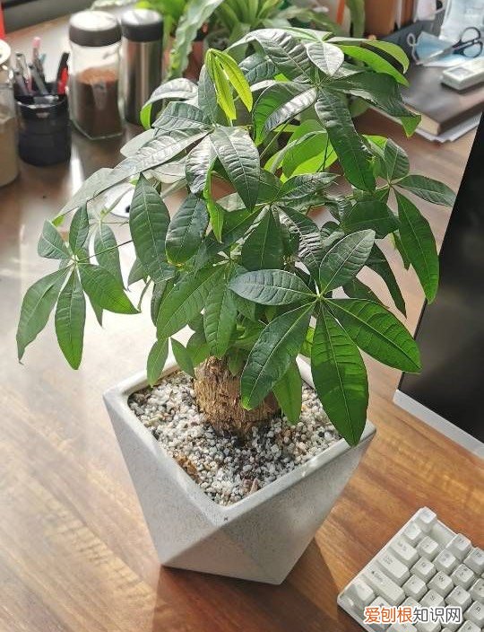 发财树怎么养才能更旺盛？教你两招，年年枝叶繁茂很皮实