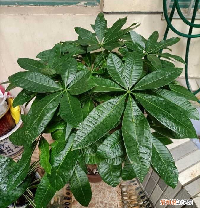 发财树怎么养才能更旺盛？教你两招，年年枝叶繁茂很皮实