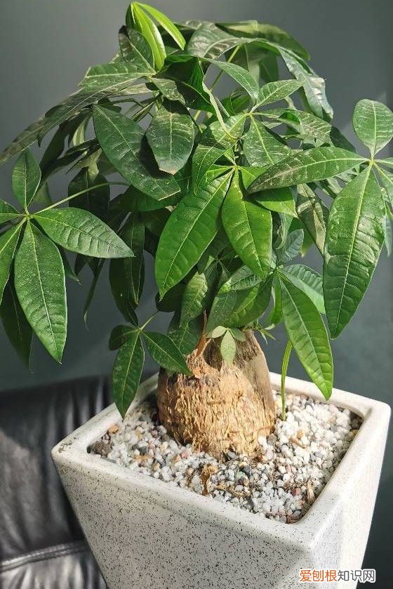 发财树怎么养才能更旺盛？教你两招，年年枝叶繁茂很皮实