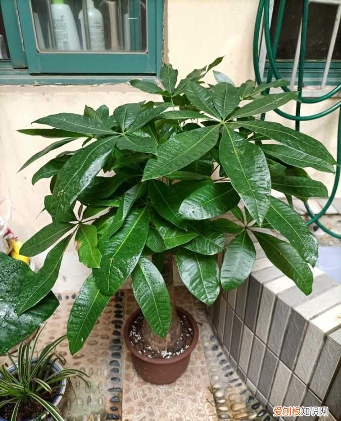 发财树怎么养才能更旺盛？教你两招，年年枝叶繁茂很皮实