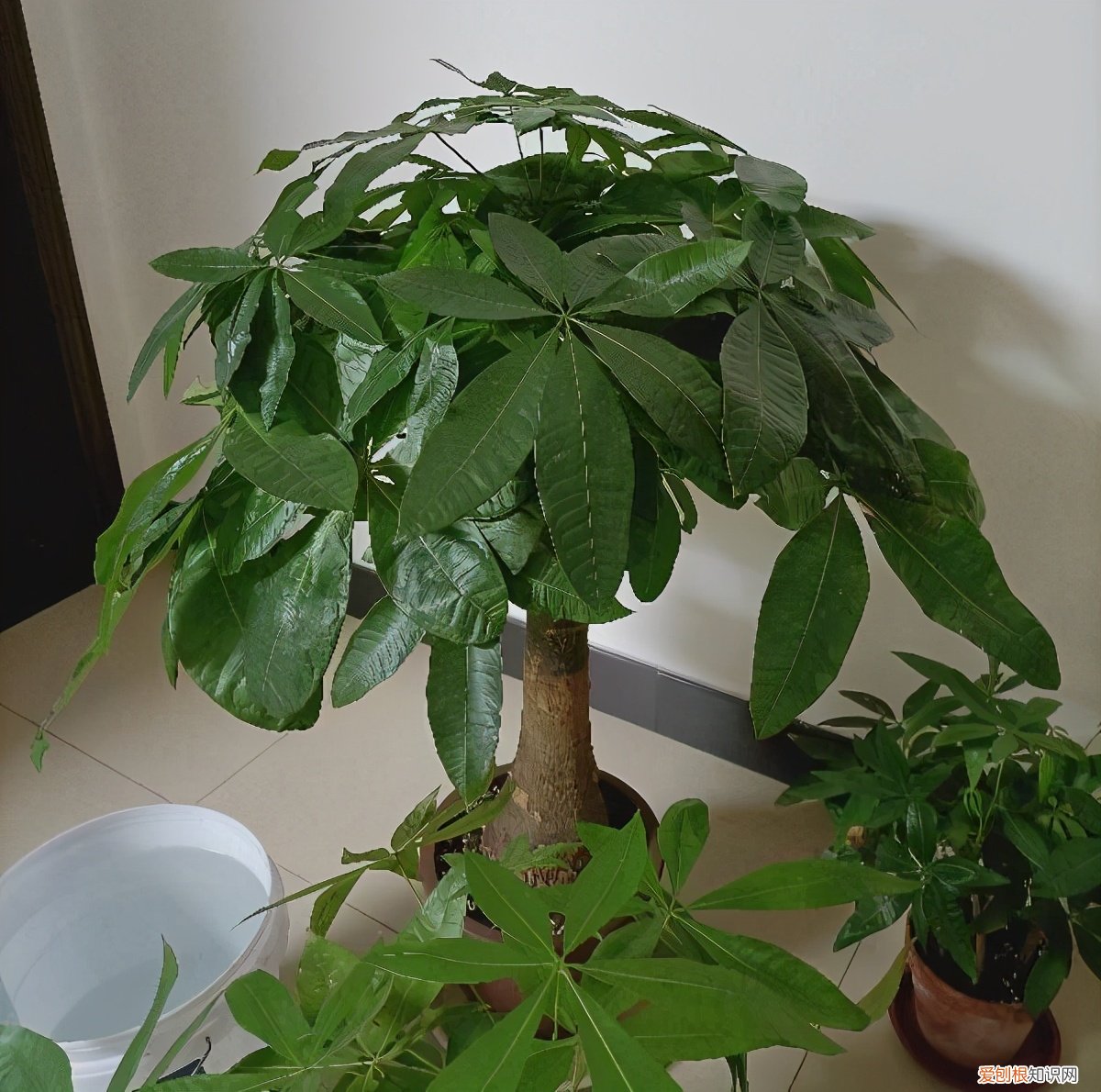 发财树怎么养才能更旺盛？教你两招，年年枝叶繁茂很皮实