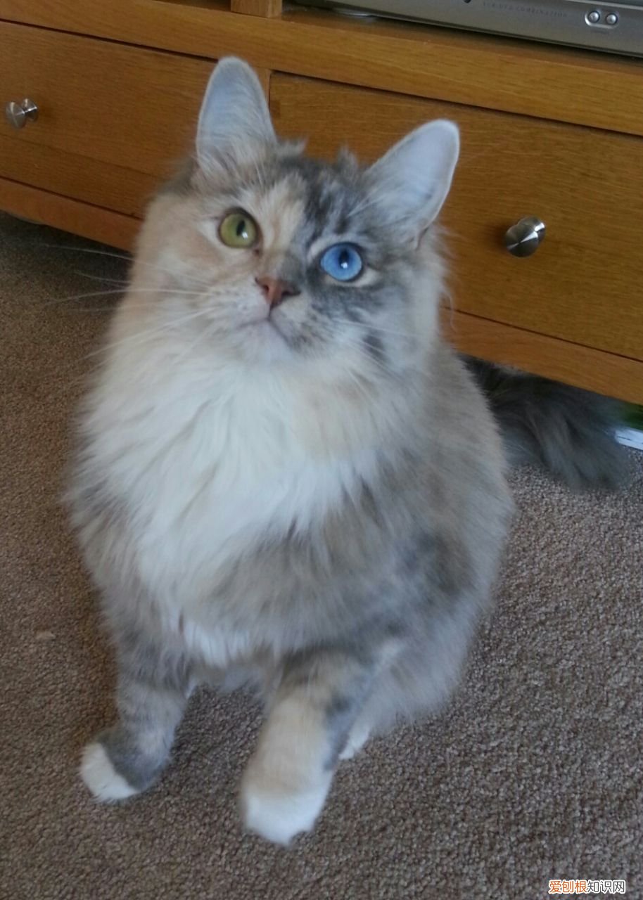 今天终于搞清楚了 祖宗十八代称呼大全图