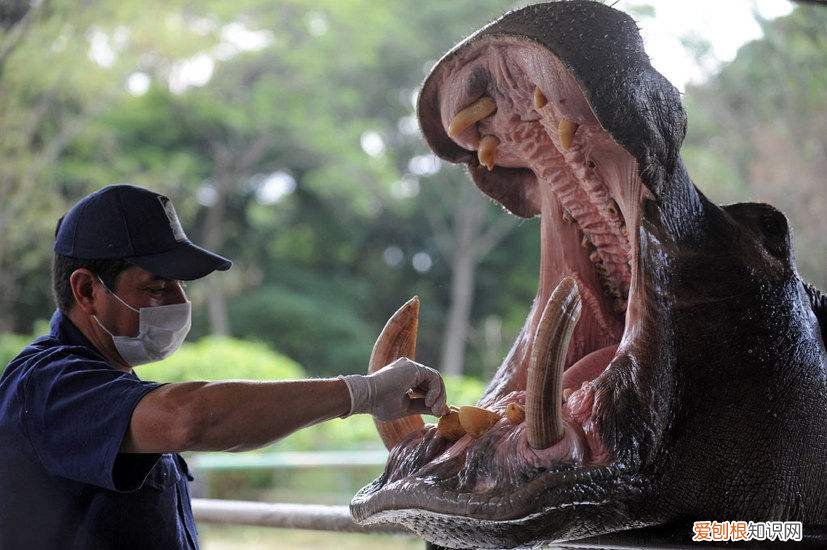 只得的拼音,只得读音为什么不是的