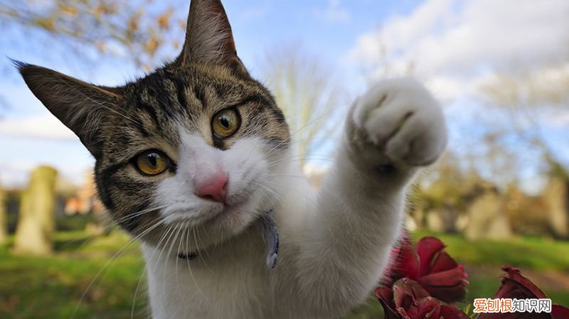 只得的拼音，只得读音为什么不是的