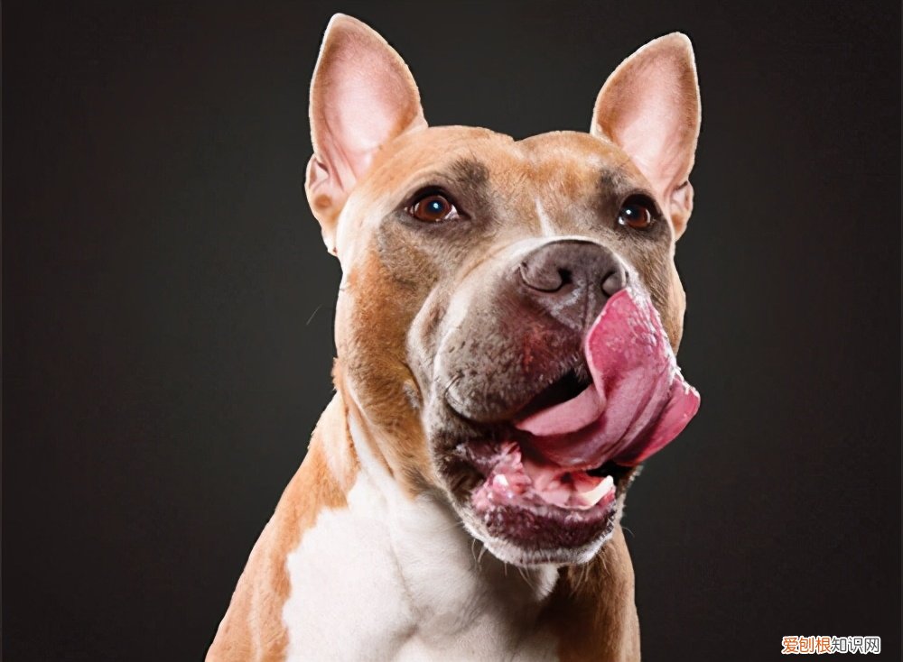 只得的拼音，只得读音为什么不是的