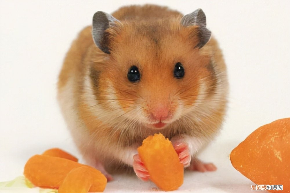 金丝熊需要每天喂食吗，金丝熊身上有大量病毒