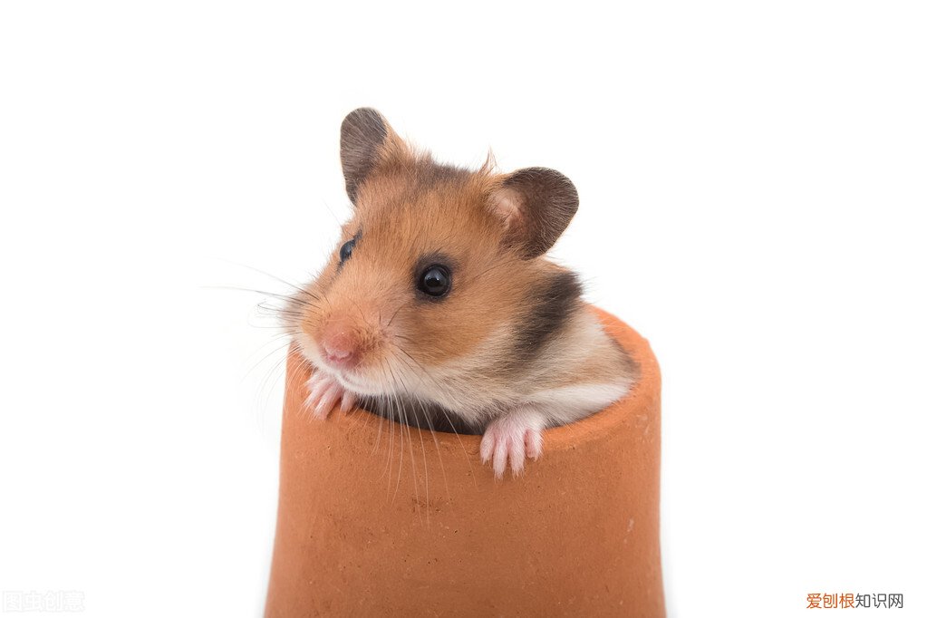 金丝熊需要每天喂食吗，金丝熊身上有大量病毒