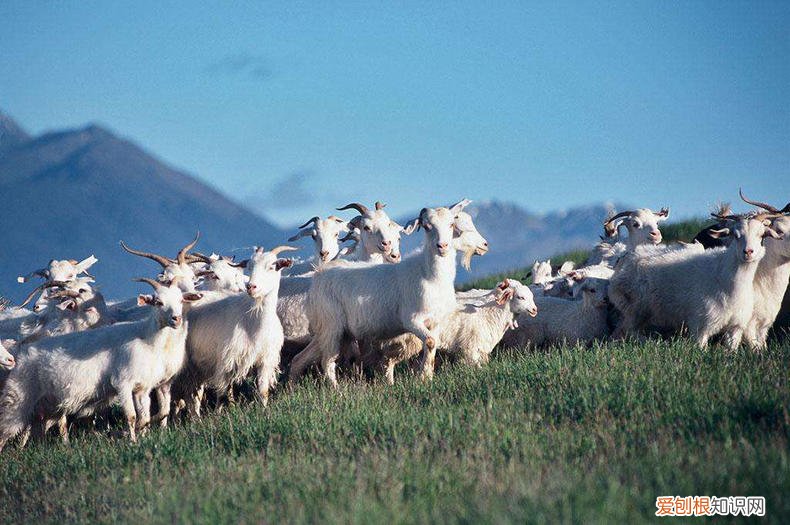 比利山羊奶皂，山羊奶皂什么牌子好