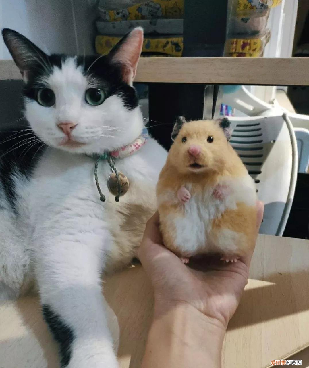 金丝熊需要每天喂食吗,金丝熊一天睡多久