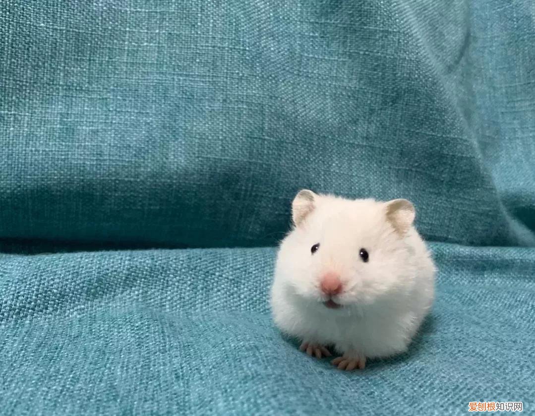 金丝熊需要每天喂食吗,金丝熊一天睡多久