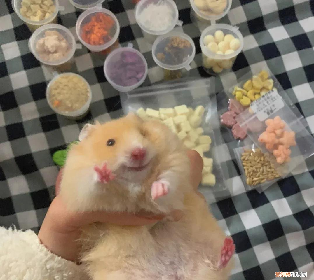 金丝熊需要每天喂食吗,金丝熊一天睡多久