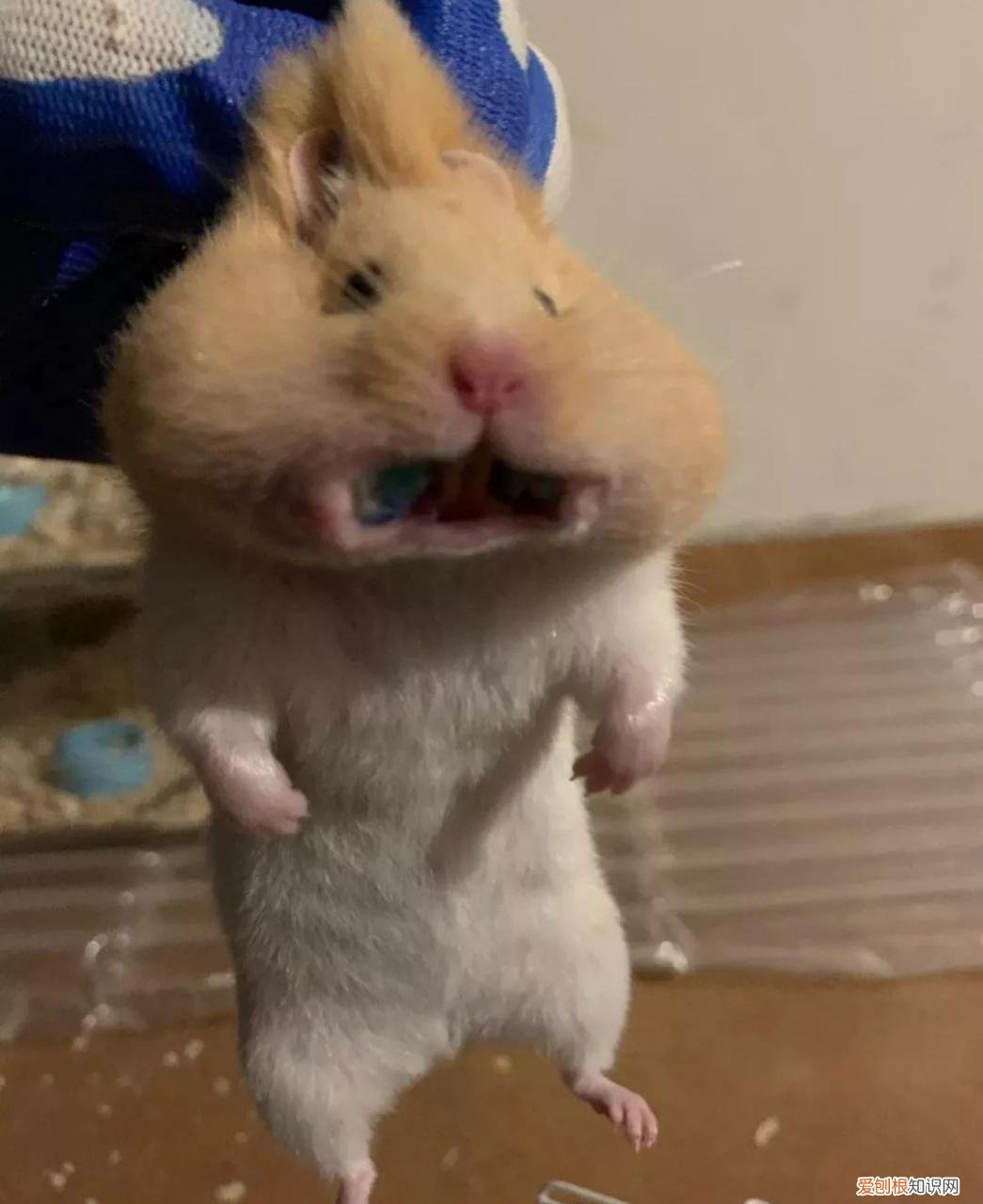 金丝熊需要每天喂食吗,金丝熊一天睡多久