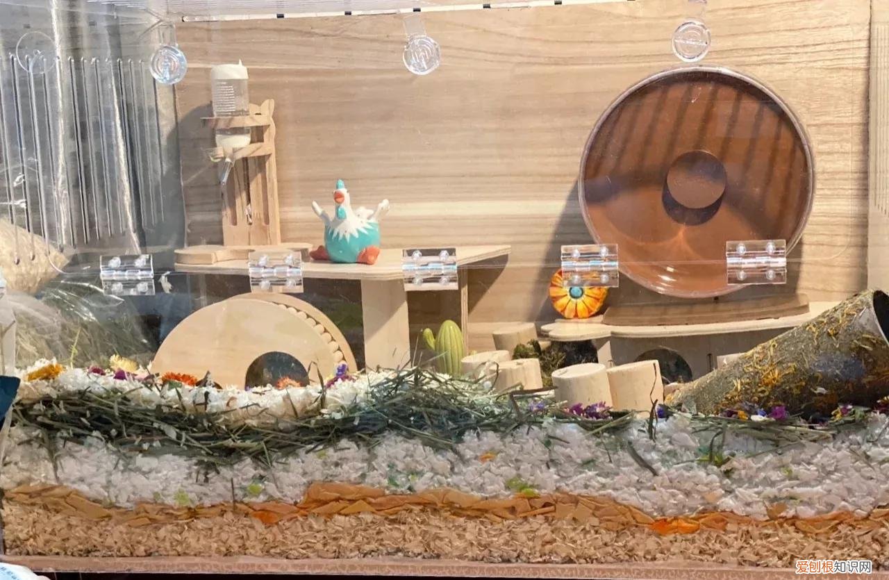 金丝熊需要每天喂食吗,金丝熊一天睡多久